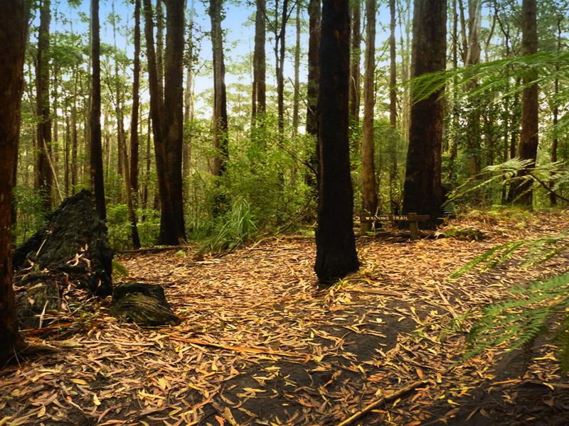 Coastal blackbutt forest