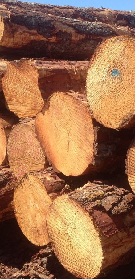Stacked radiata pine logs