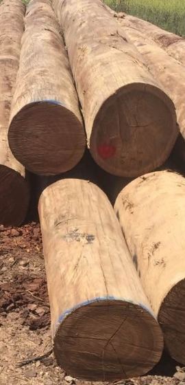 Spotted gum timber